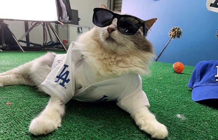 Cat wearing a L.A. Dodgers shirt and sunglasses