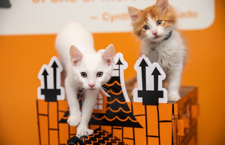 Two kittens playing on a haunted house toy