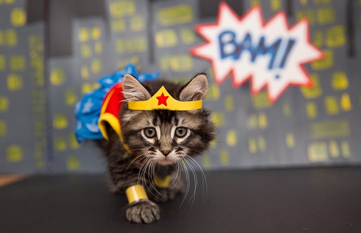 Kitten dressed up as Wonder Woman