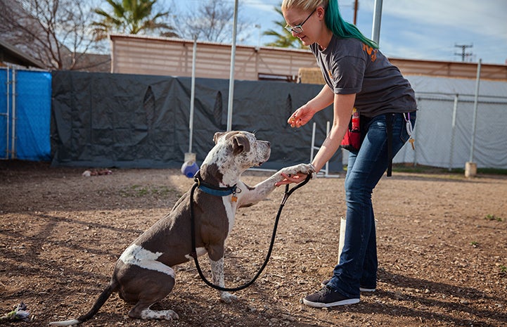 Raleigh gets a good training session in at the Best Friends Pet Adoption and Spay/Neuter Center in Los Angeles