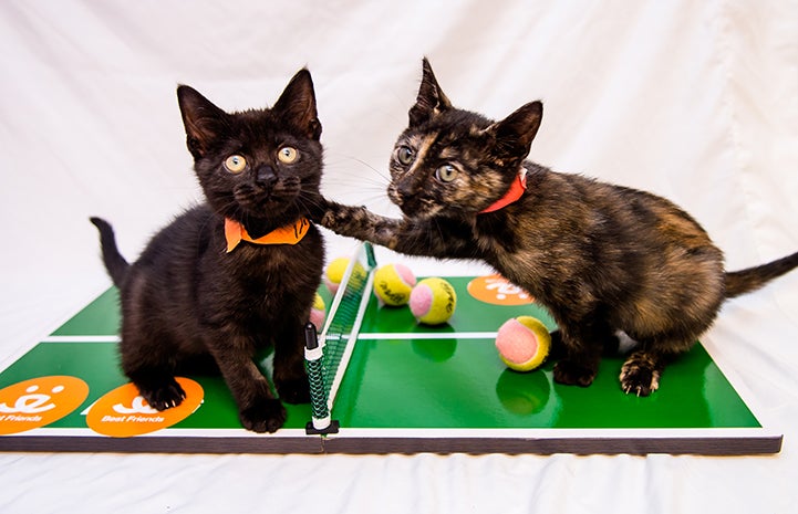 It's tennis lessons for these two kittens