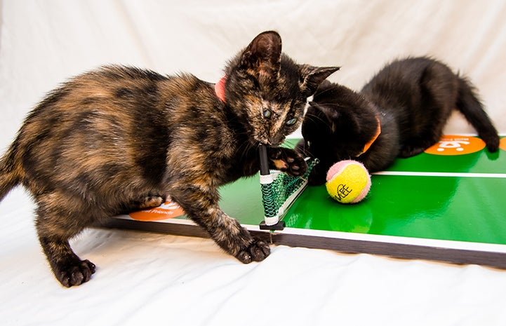 Kittens learn to play tennis
