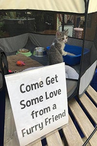 Kitten in a playpen with a sign that says, "Come Get Some Love From a Furry Friend"