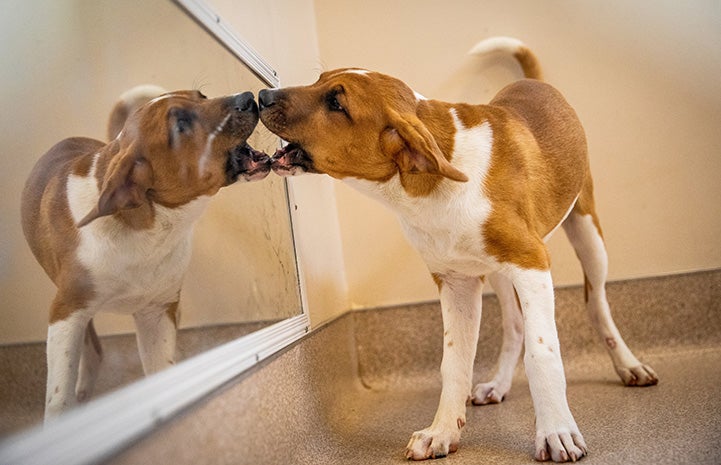 Brown and white puppy with his mouth open looking at a reflection of himself in the mirror