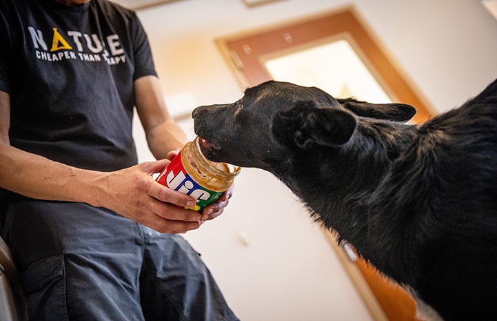 Black puppy licking peanut butter out of a jar being held by a person