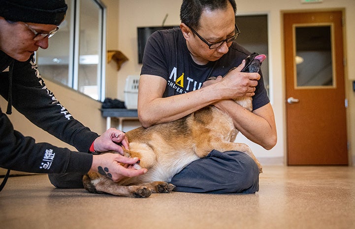 Dogtown caregiver Steven sitting on the ground cradling a puppy while another person is giving the puppy an injection