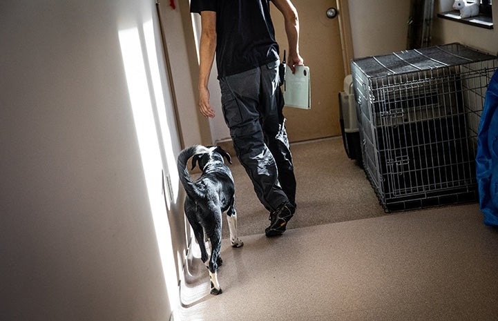 Black and white puppy following a person walking down a hallway next to some kennels