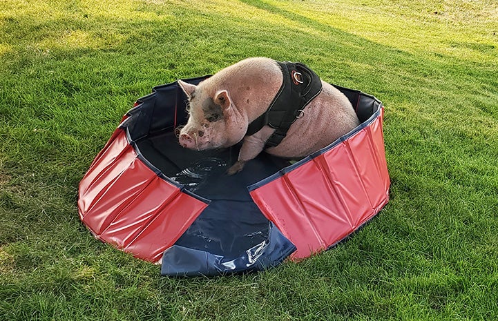 Diesel the pig sitting in a personal sized pool