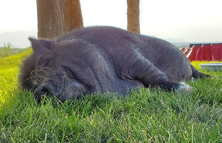 Papa the pig sleeping on his side in the grass with a smile on his face
