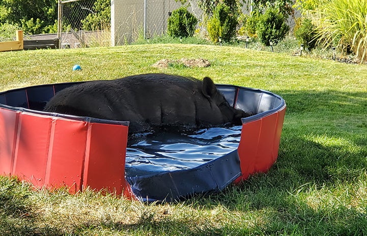 Papa the pig lying in a personal sized piggy pool