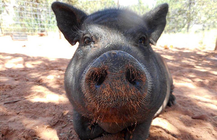 Cutie the potbellied pig looking straight at the camera