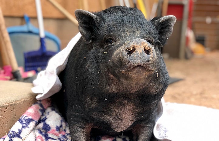 Cutie the pig under a blanket