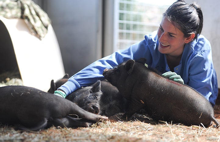 Caregiver Rosalie Wind lying down with a litter of potbellied piglets