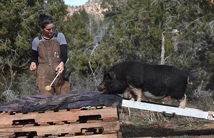 Caregiver Rosalie Wind training Moe the potbellied pig to walk on a ramp