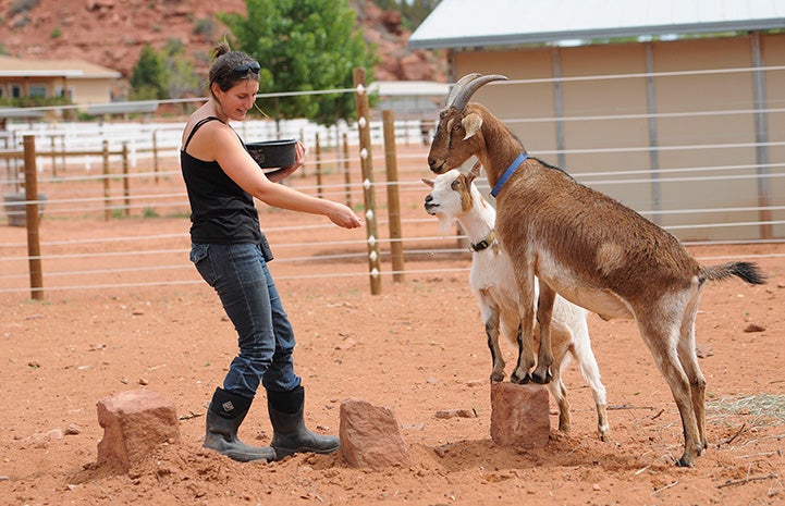 Caregiver Rosalie Wind training Steve and Pan the goats to stand with their front legs on a rock
