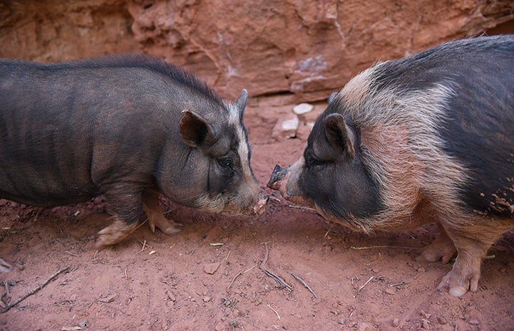 Cornelia and Charlotte the potbellied pigs, snout to snout