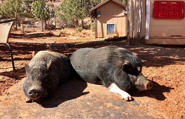 Daisy and Wilbur the potbellied pigs lying next to each other