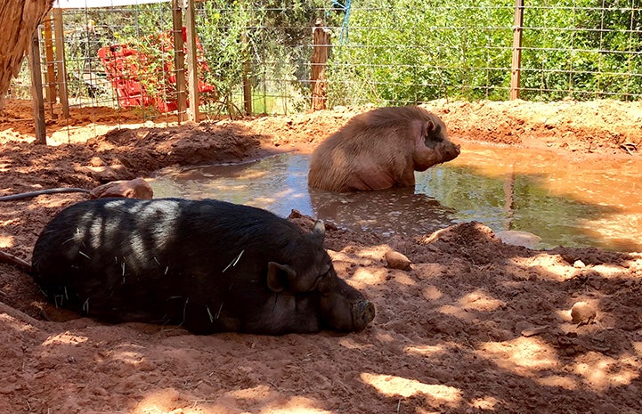 Potbellied pig pals Diesel and Moe enjoying a mud puddle