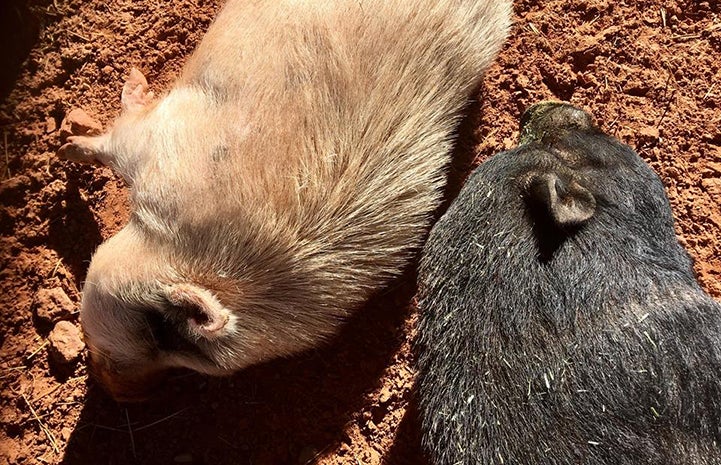 Diesel and Moe are potbellied pig pals