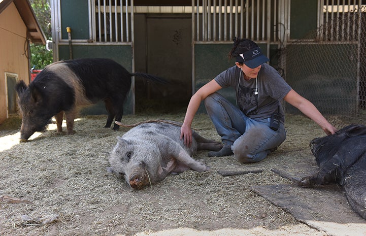 Caregiver with Holly and Phillipe and Rosalie the napping potbellied pigs