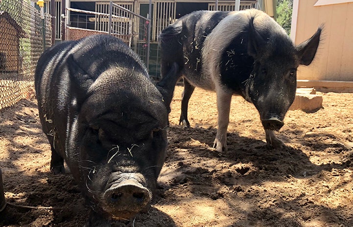 Roxy and Holly the potbellied pigs are pals