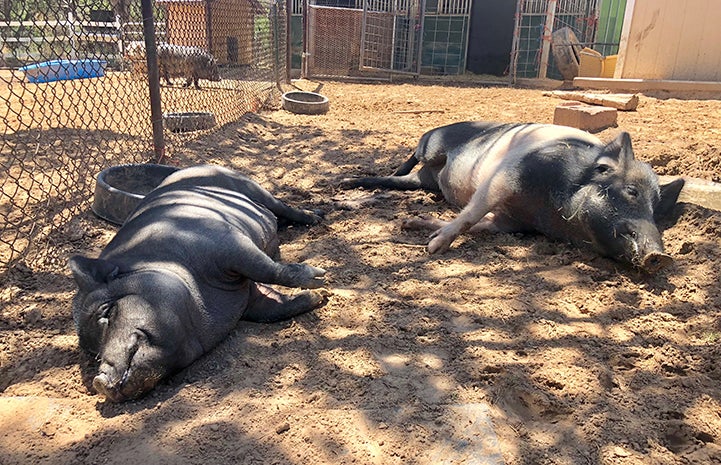 Roxy and Holly the potbellied pigs taking a nap together