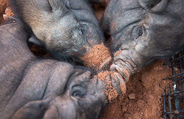 Three black potbellied pigs napping with their snouts together