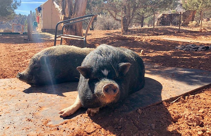 Wilbur and Daisy the potbellied pigs are pals
