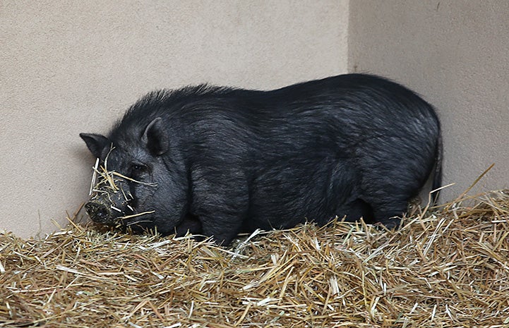 Mary Jane the pig in an enclosure