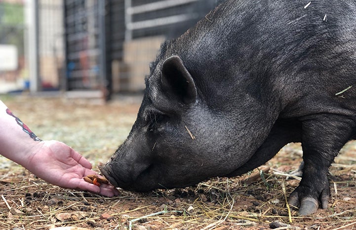 Mary Jane the pig sniffing a person's hand