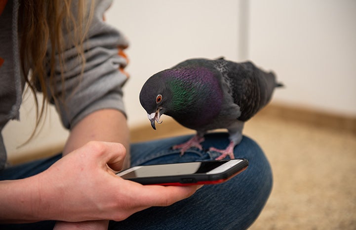Magma the pigeon looking down at a cell phone someone is holding and you can see her unique beak
