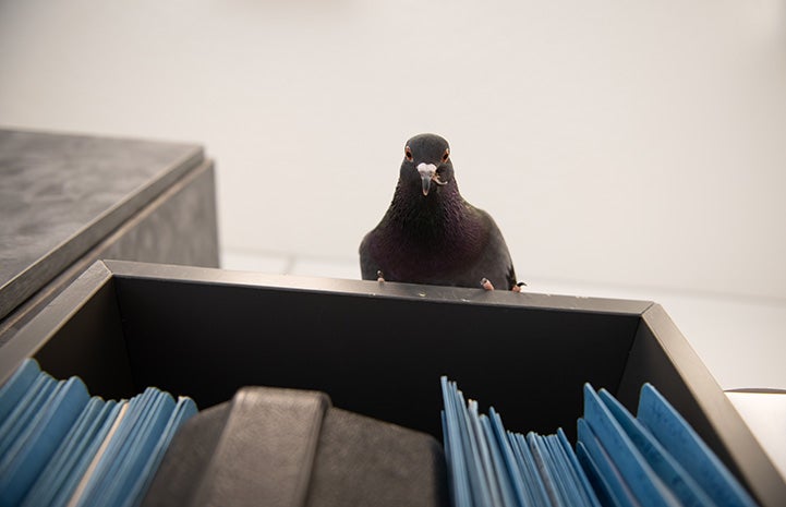 Magma the pigeon looking down from the top of a bookshelf