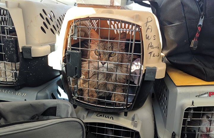 Cat in a carrier on a compassion flight through Pilots N Paws, with other carriers with animals surrounding her