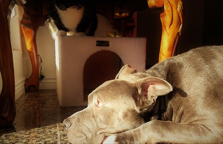 Frankie the gray and white pit-bull-type dog enjoying life in his new home