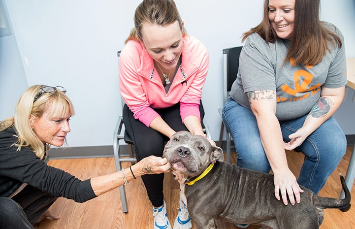 Three women petting Frankie the gray and white pit-bull-type dog