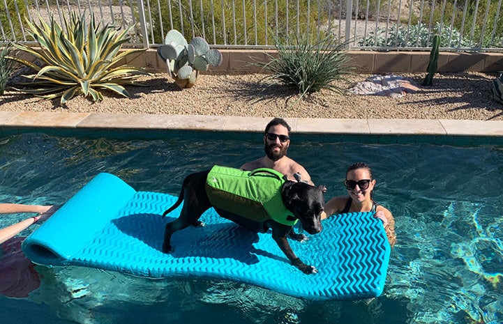 Patrick the dog on a blue float in a pool next to two people