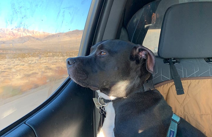 Patrick the black and white pit bull mix dog in the back seat of a car looking out a window