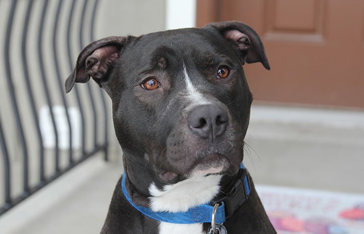 The face of Patrick the black and white pit bull mix wearing a blue collar