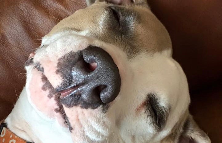 Bullseye the pit bull terrier lying down with eyes closed