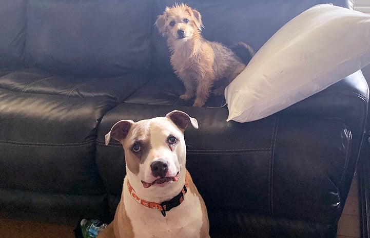 Bullseye the pit bull terrier and puppy Harley Quinn the puppy sitting by each other by a couch