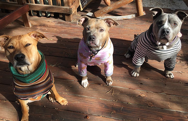 Gary, Pebbles and Stella the dogs all sitting next to one another