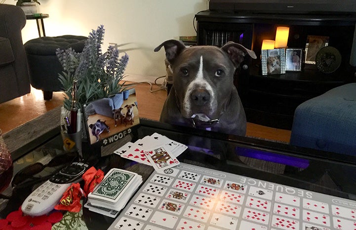 Gary the dog sitting next to a table set up with a card game