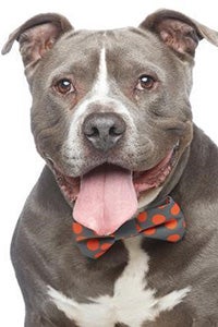 Portrait of a smiling Gary the dog with his tongue out and wearing a orange and gray polka dot bow tie