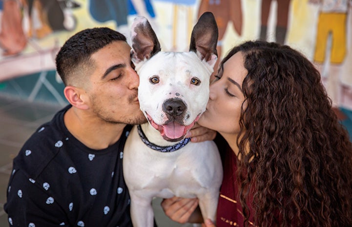 , Meg and Eric Sedrakyan on either side of Boo the pit bull terrier, each kissing one of his cheeks