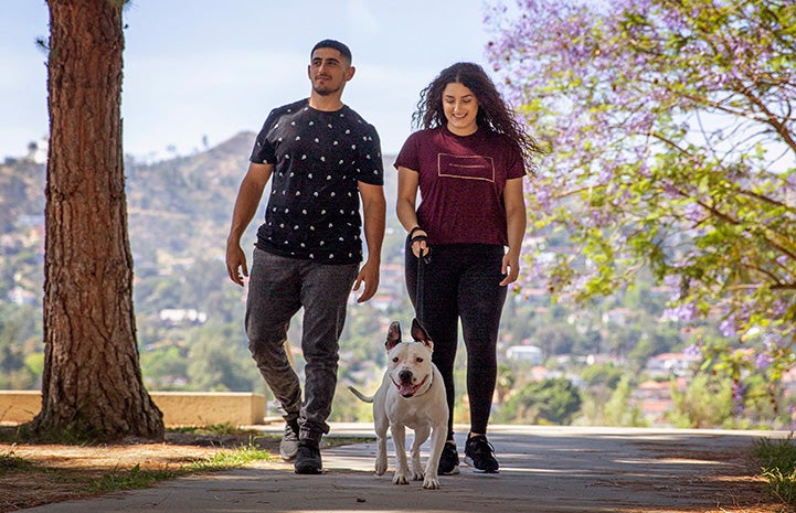 Meg and Eric Sedrakyan taking Boo the dog for a walk 