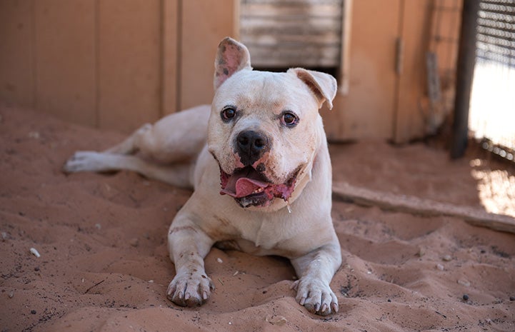 Calvin the pit bull terrier lying in the sand