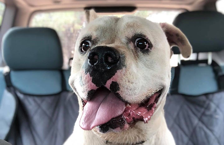 Calvin the dog riding in the back seat of a car with his mouth open and tongue out