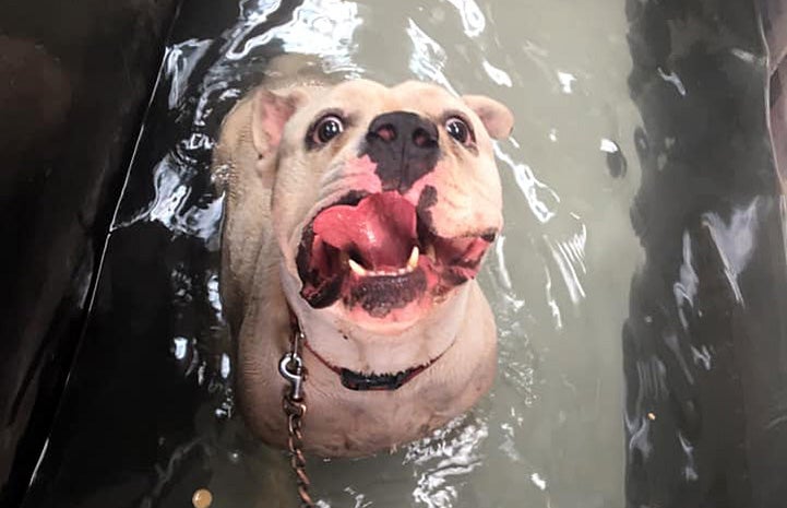 Calvin the pit bull terrier in the hydrotherapy tank
