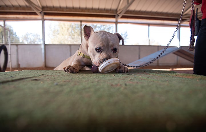Calvin eating peanut butter out of a small bowl on a piece of agility equipment