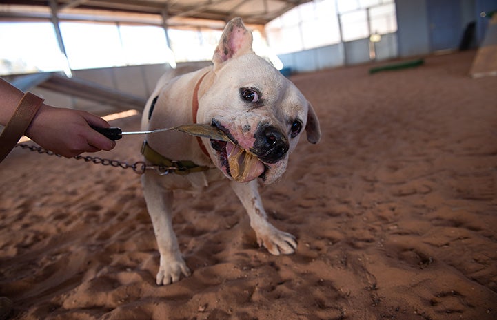 Calvin the dog licking peanut butter off a spatula